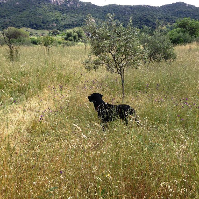 Alojamento de Turismo Rural L'aglientu Loiri Porto San Paolo